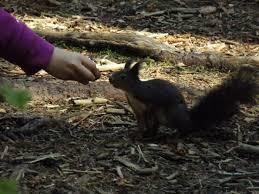 Eichhörnchenwald Fischen